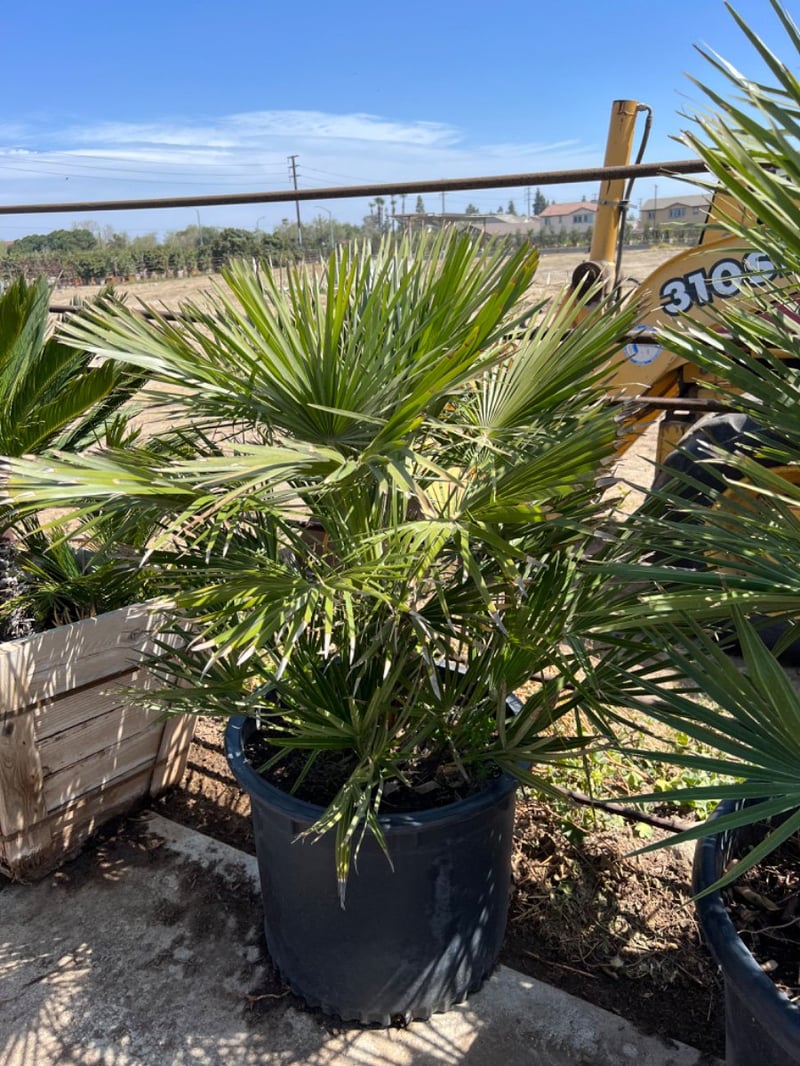 Photo for Chamaerops humilis (Mediterranean Fan Palm)