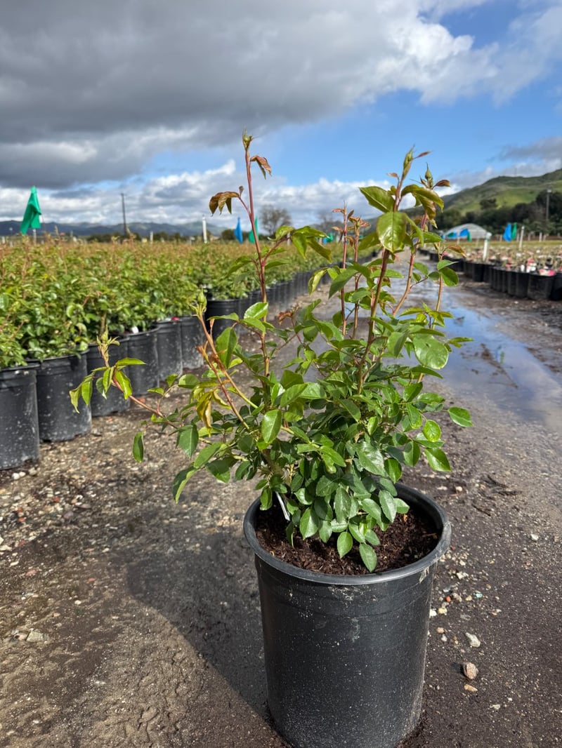 Photo for Rosa 'Iceberg' (White) (Iceberg Shrub Rose)