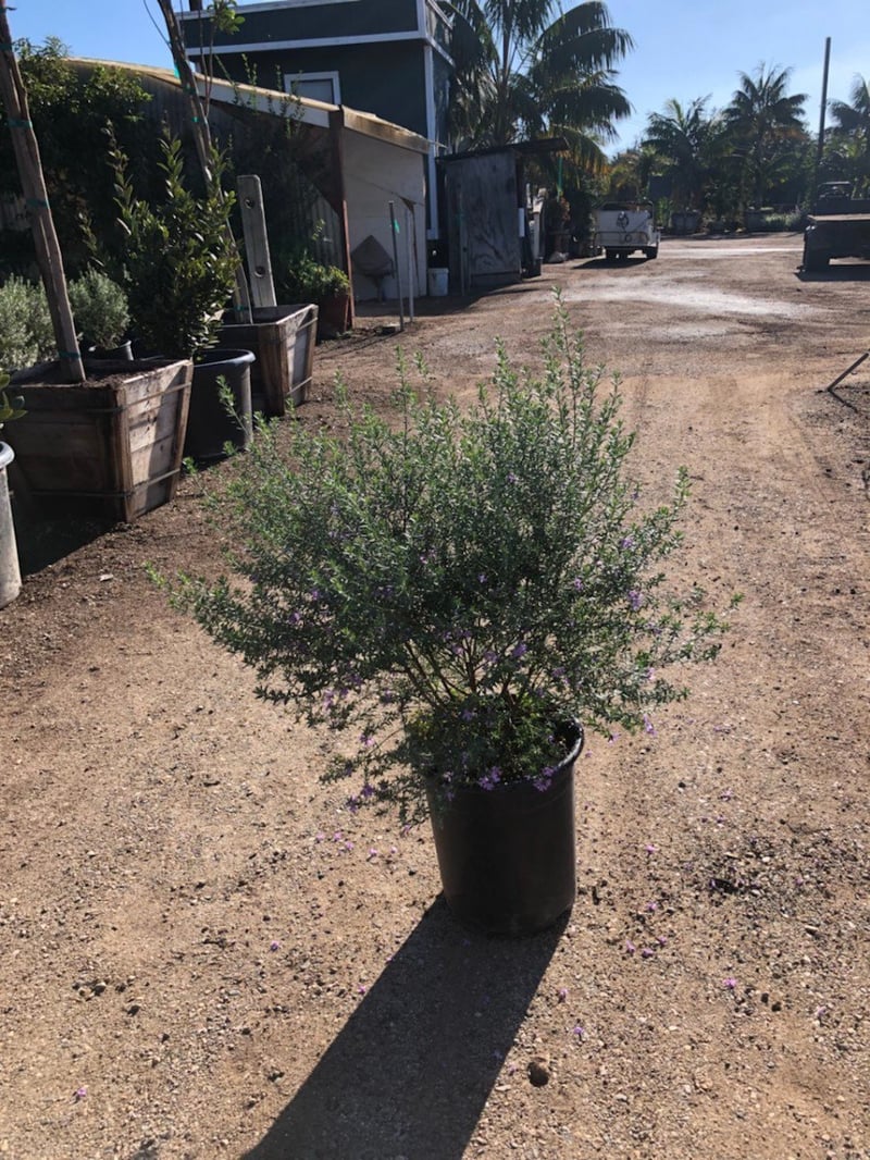 Photo for Westringia fruticosa 'Blue Gem' (Blue Gem Coast Rosemary)