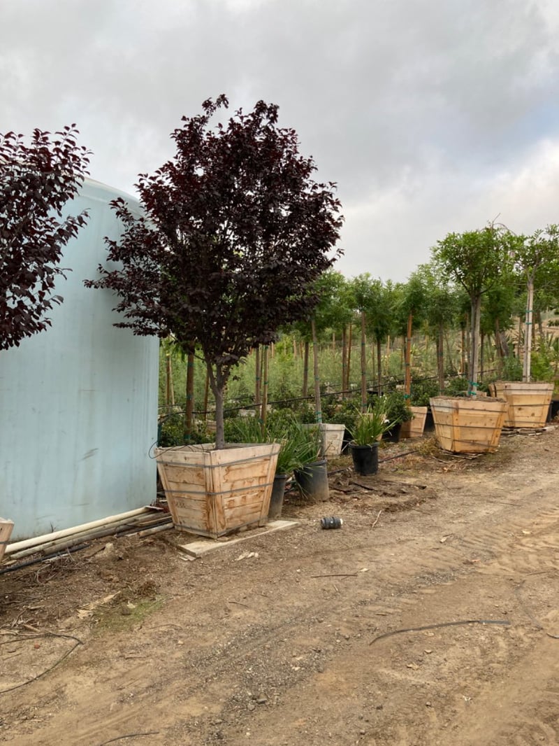 Photo for Prunus cerasifera 'Krauter Vesuvius' (Krauter Vesuvius Cherry Plum)