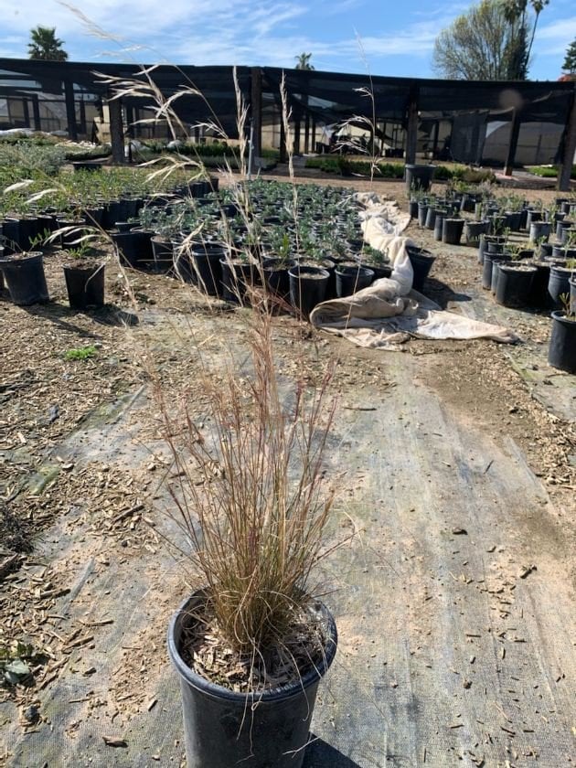 Photo for Aristida purpurea var. purpurea (Purple three awn)