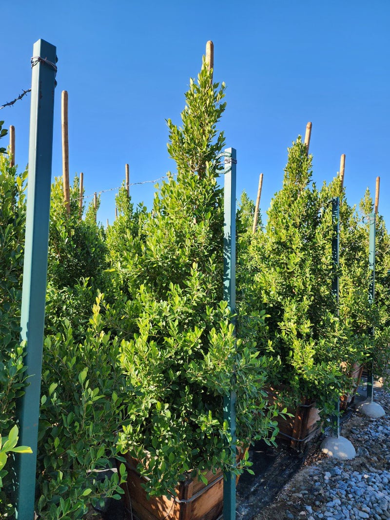 Photo for Ficus microcarpa nitida (Indian Laurel)