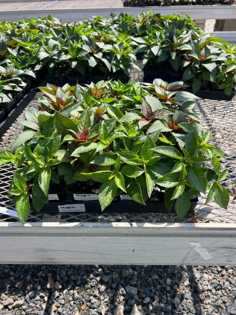 Photo for Impatiens 'Sunpatiens' (Sunpatiens hybrid Impatiens)