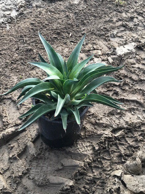 Photo for Agave desmetiana (Smooth Agave)