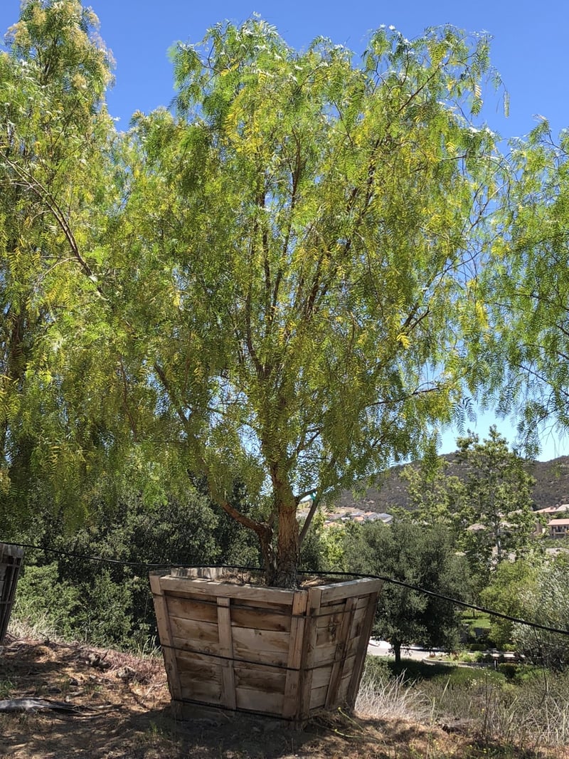 Photo for Schinus molle (Low Branch) (California Pepper Tree)