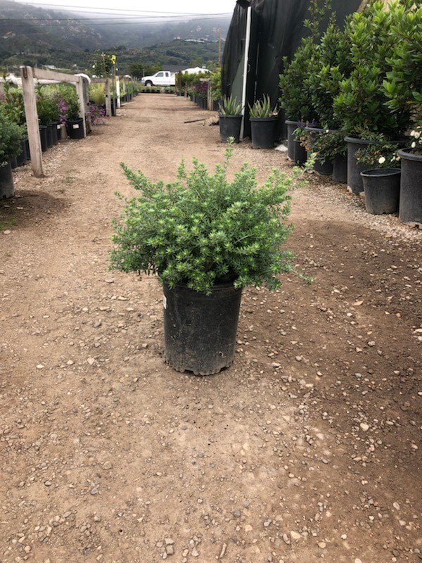 Photo for Westringia fruticosa (Coast Rosemary)