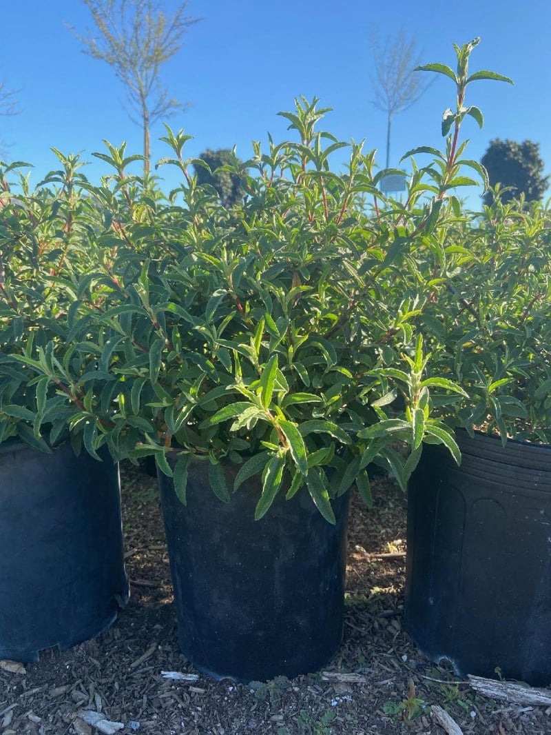 Photo for Cistus purpureus (Purple Rockrose)