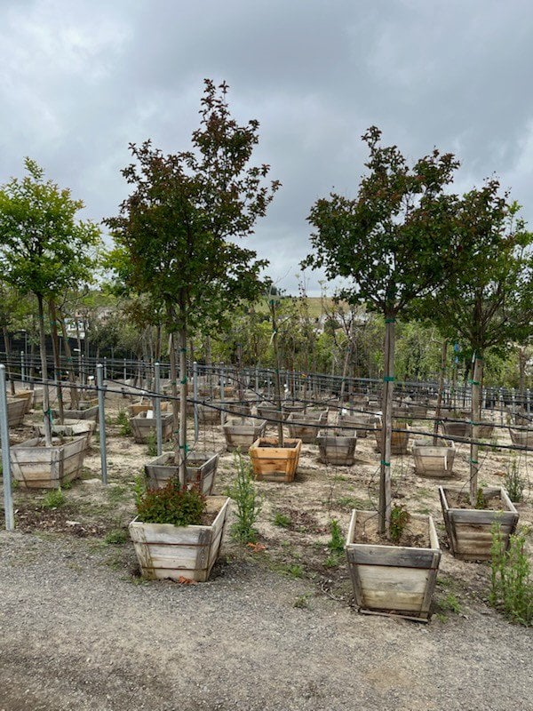 Photo for Lagerstroemia indica 'Catawba' (Standard) (Catawba Crape Myrtle)