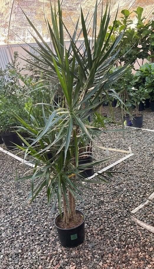 Photo for Dracaena marginata (Madagascar Dragon Tree)