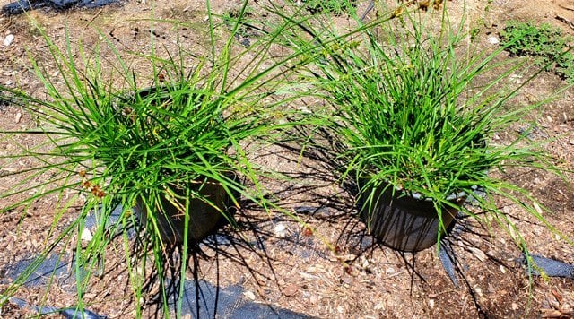 Photo for Carex divulsa (European Grey Sedge, Berkeley Sedge)
