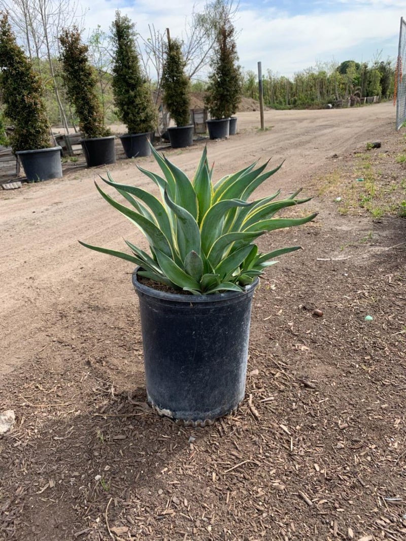 Photo for Agave desmetiana 'Variegata' (Variegated Smooth Agave)