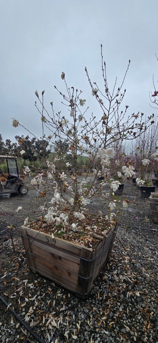 Photo for Magnolia stellata (Multi) (Star Magnolia)