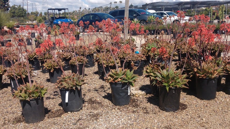 Photo for Aloe maculata (Soap Aloe)