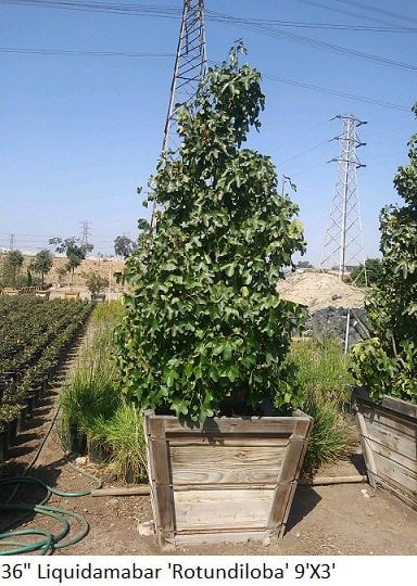 Photo for Liquidambar styraciflua 'Rotundiloba' (Standard) (Sweet Gum)
