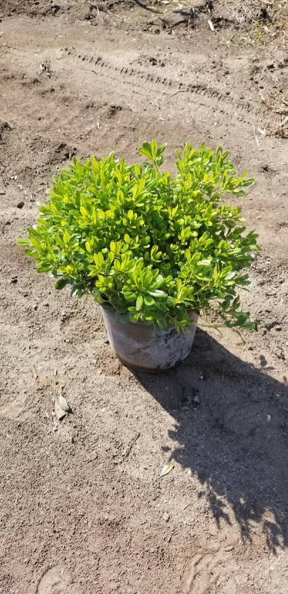 Photo for Pittosporum tobira 'Wheeler's Dwarf' (Wheeler's Dwarf Japanese Mock Orange)