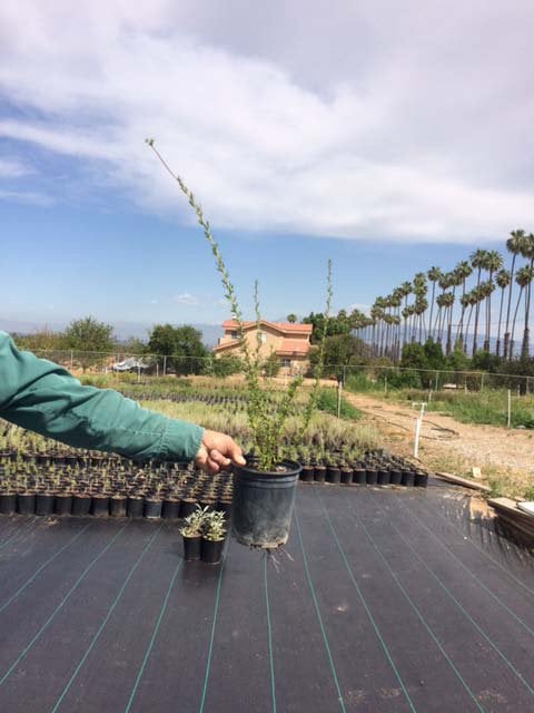 Photo for Eriogonum fasciulatum (California Buckwheat)