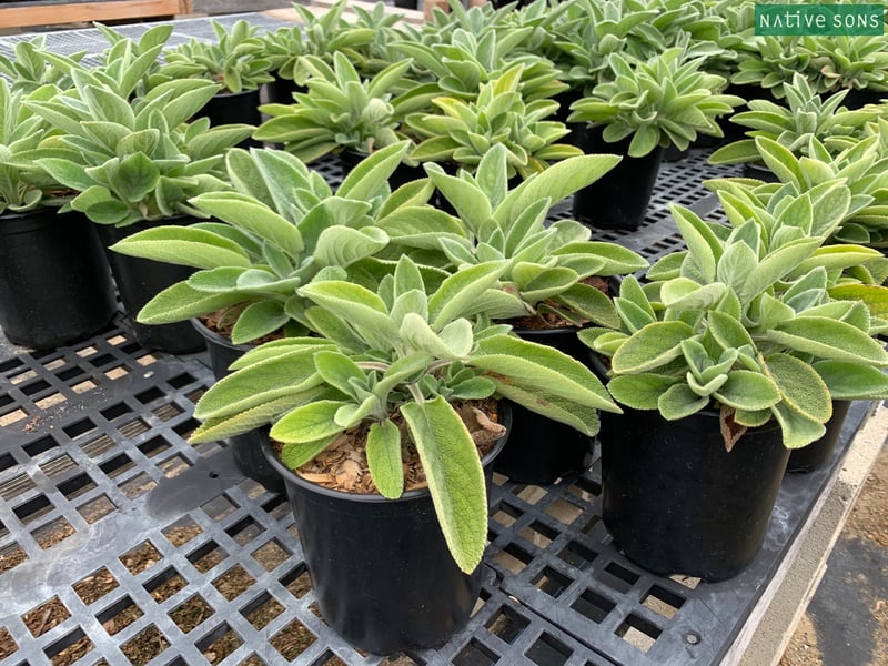 Photo for Stachys byzantina (Lamb's-Ears)
