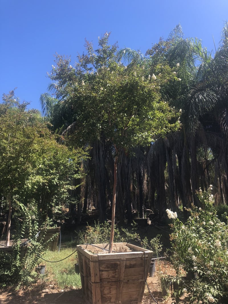 Photo for Lagerstroemia indica x fauriei 'Natchez' (Natchez Crape Myrtle)