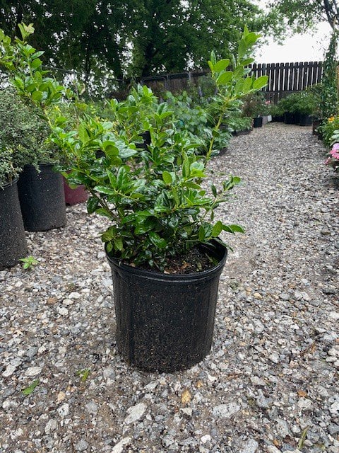 Photo for Ilex cornuta 'Burfordii Nana' (Dwarf Buford Holly)
