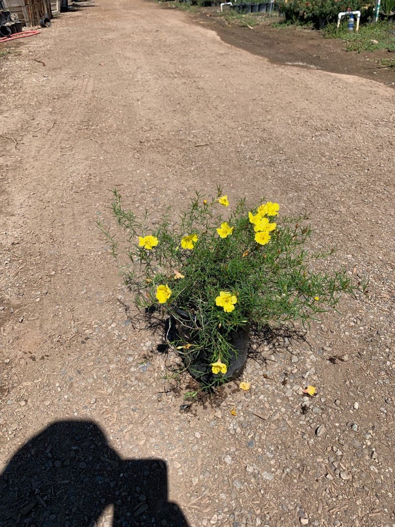 Photo for Calylophus hartwegii (Hartweg's Sundrops)