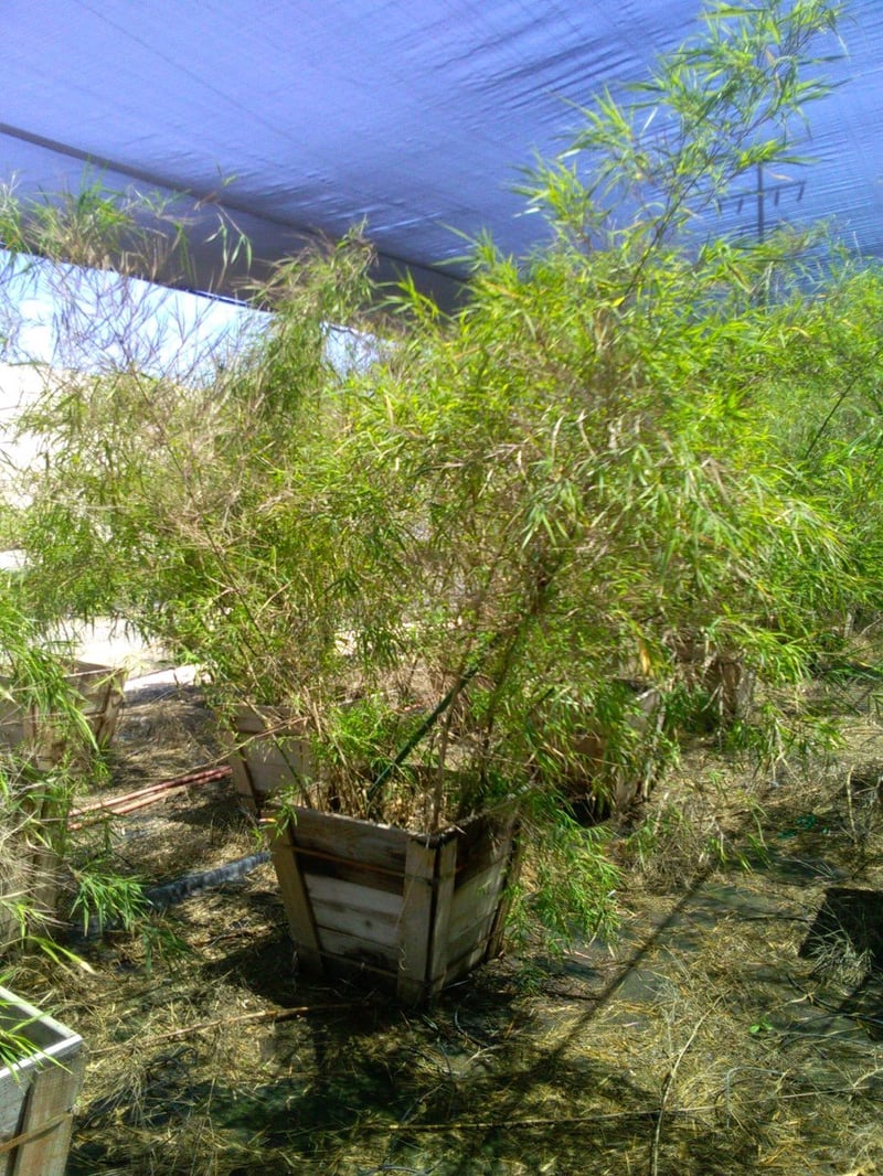 Photo for Otatea acuminata aztecorum (Mexican Weeping Bamboo)