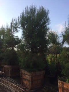 Photo for Pinus halepensis (Aleppo Pine)