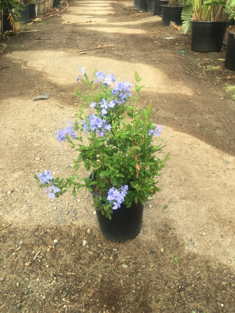Photo for Plumbago auriculata 'Imperial Blue' (Blue Cape Plumbago)