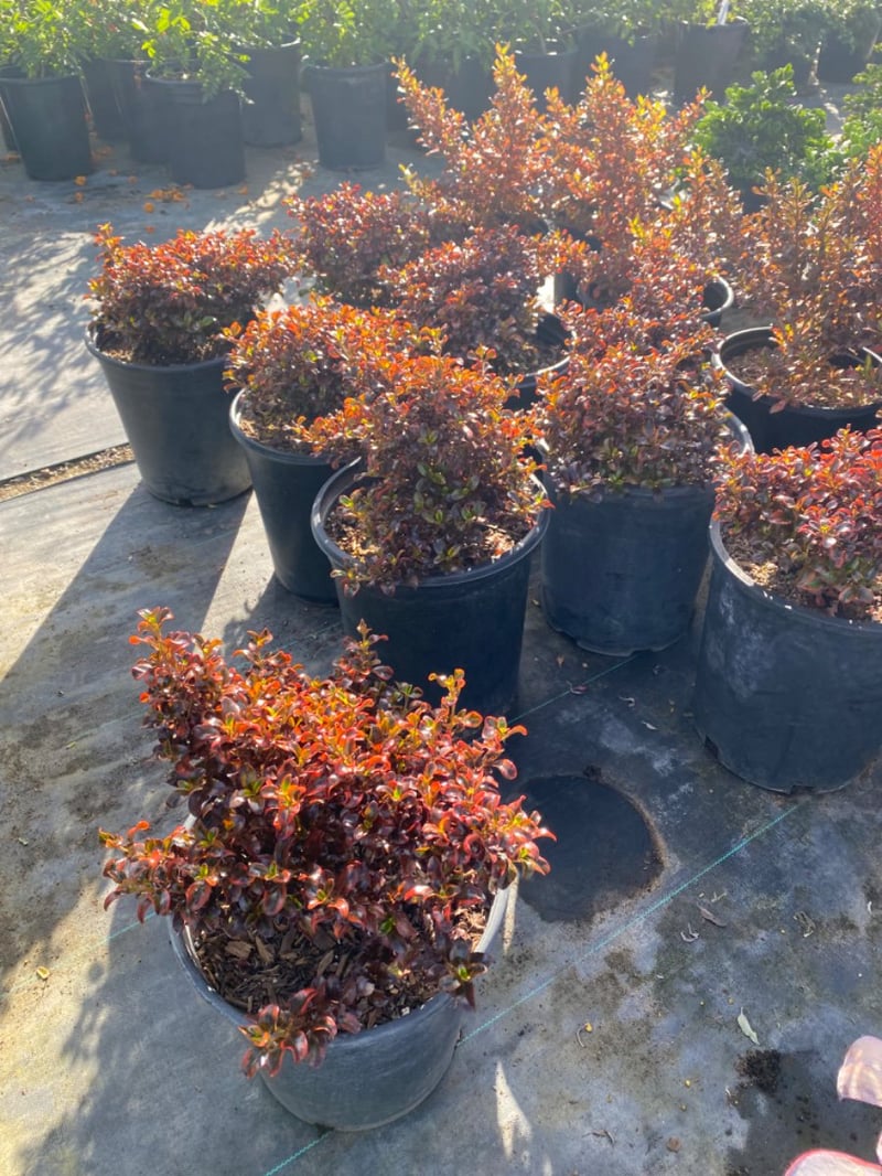 Photo for Coprosma 'Tequila Sunrise' (Tequila Sunrise Mirror Plant)
