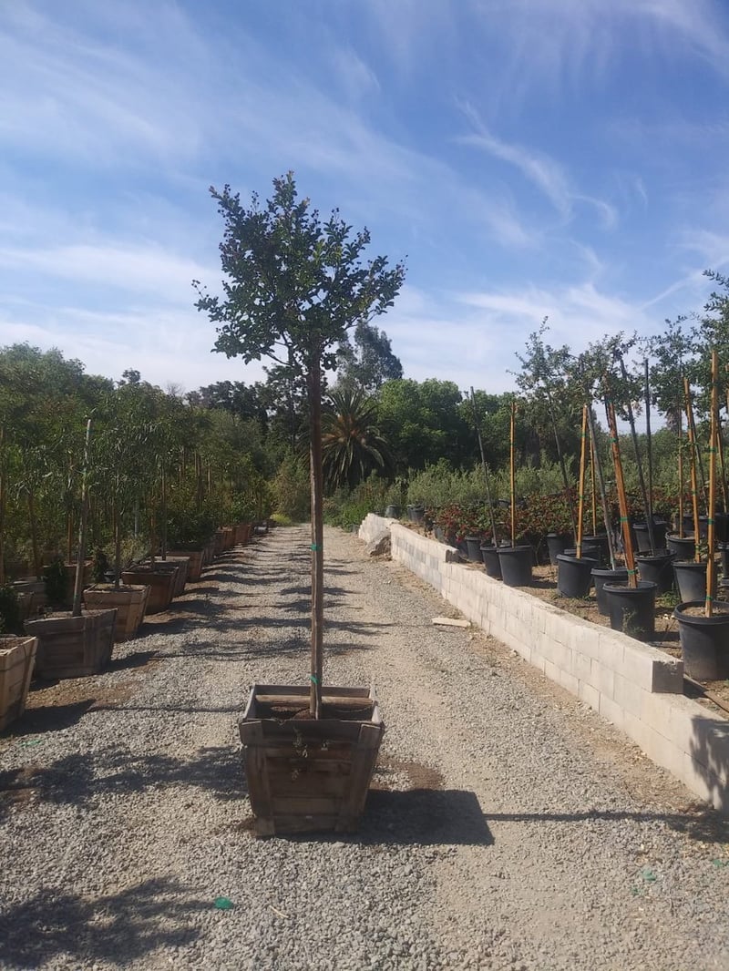 Photo for Lagerstroemia indica x fauriei 'Muskogee' (Standard) (Muskogee Crape Myrtle)