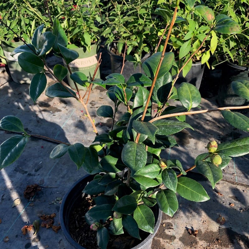 Photo for Camellia japonica 'Kramer's Supreme' (Kramer's Supreme Camellia)