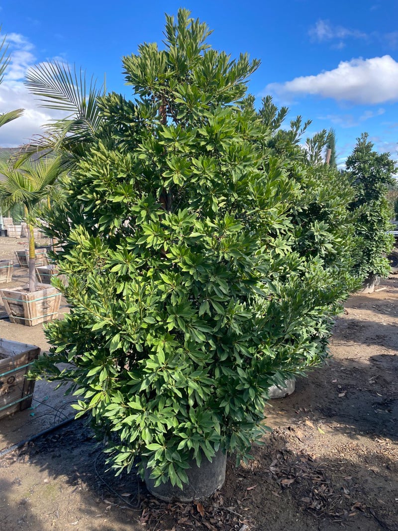 Photo for Elaeocarpus decipiens (Column) (Japanese Blueberry Tree)