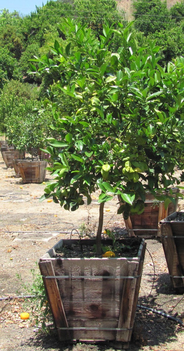Photo for Citrus paradisi (Grapefruit )