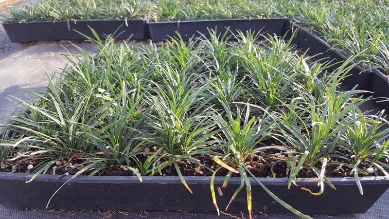 Photo for Ophiopogon japonicus 'Nanus' (Dwarf Mondo Grass)