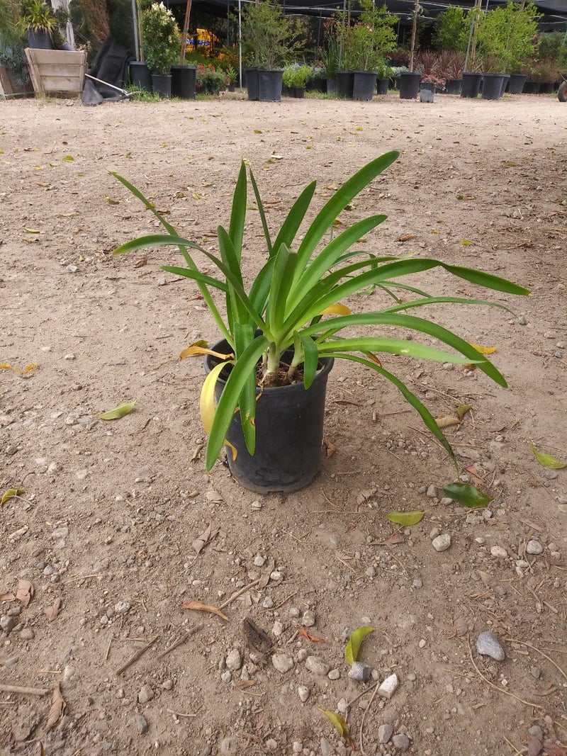 Photo for Agapanthus africanus 'Queen Anne' (Queen Anne Lily Of The Nile)