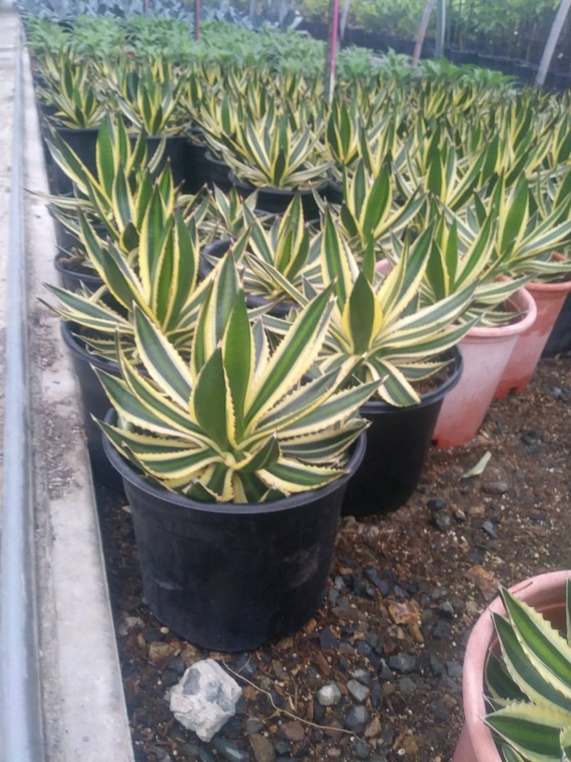 Photo for Agave lophantha 'Quadricolor' (Quadricolor Century Plant)