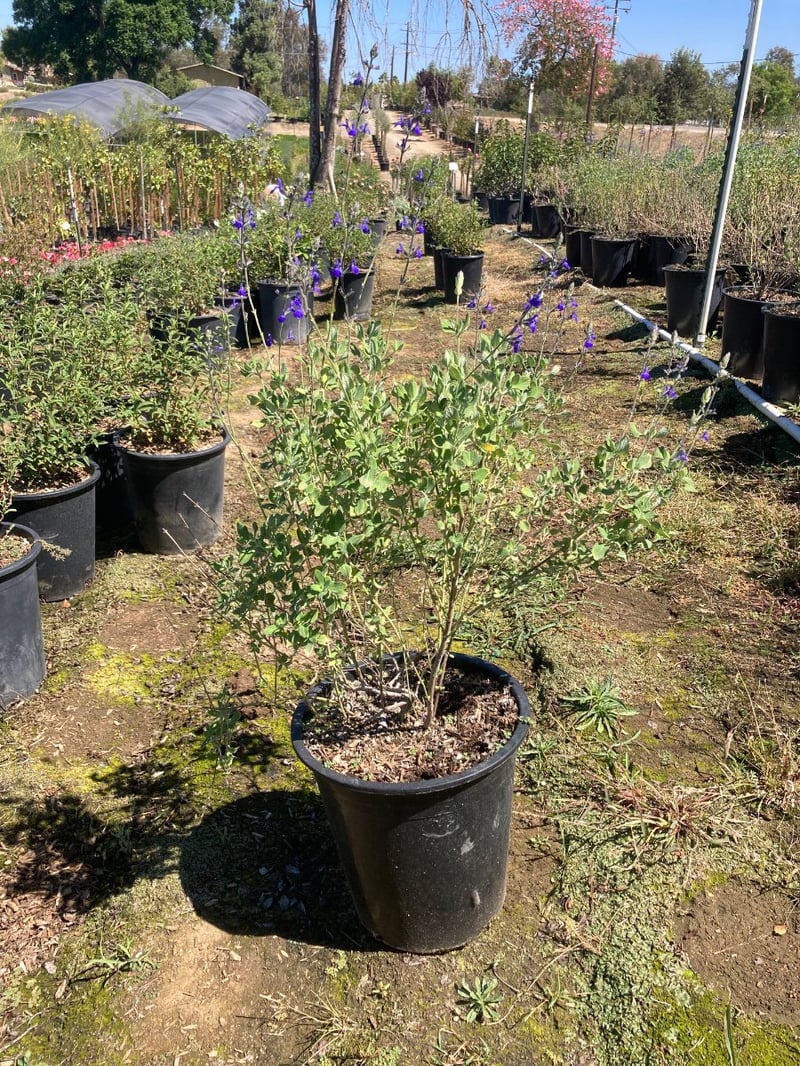 Photo for Salvia chamaedryoides (Germander Sage)