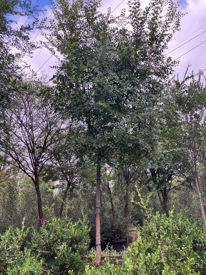 Photo for Ulmus parvifolia 'Drake' (Drake's Chinese Elm)