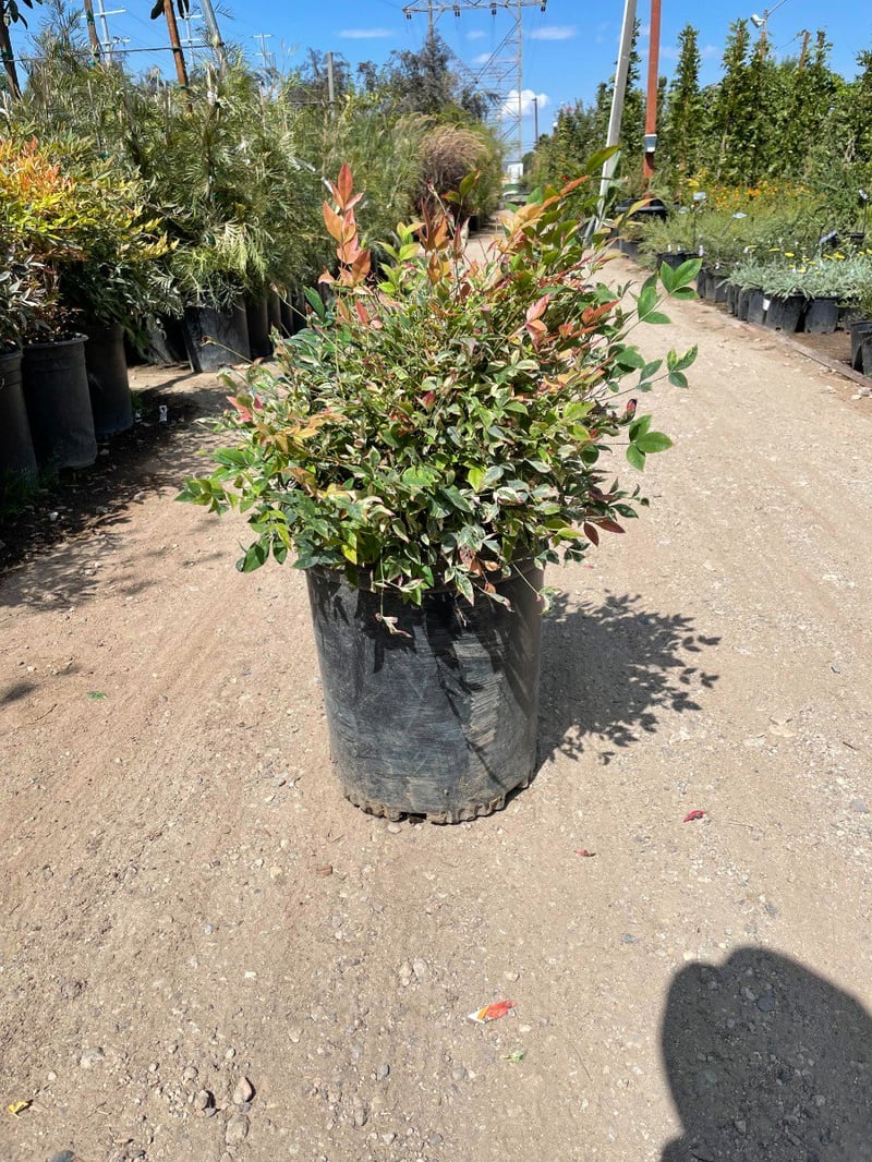 Photo for Nandina domestica 'Compacta' (Compact Heavenly Bamboo)