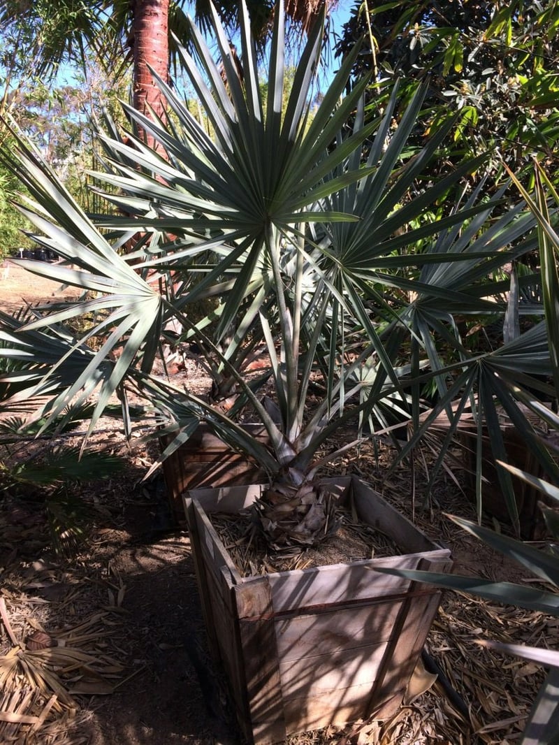 Photo for Bismarckia nobilis (Bismarck Palm)