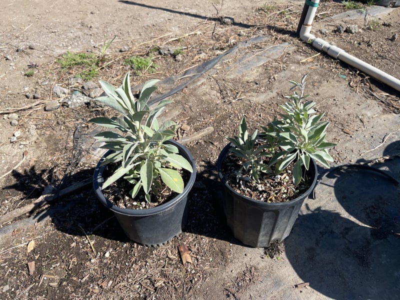 Photo for Salvia apiana (California White Sage, Bee Sage)