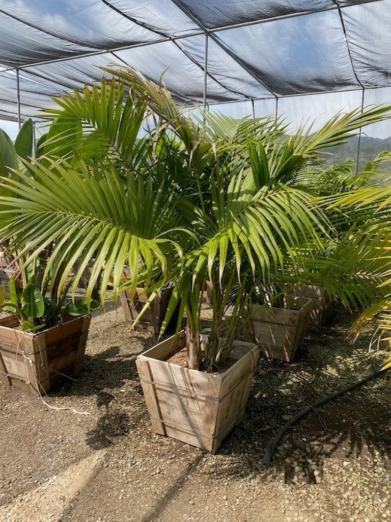 Photo for Howea forsteriana (Multi) (Kentia Palm)