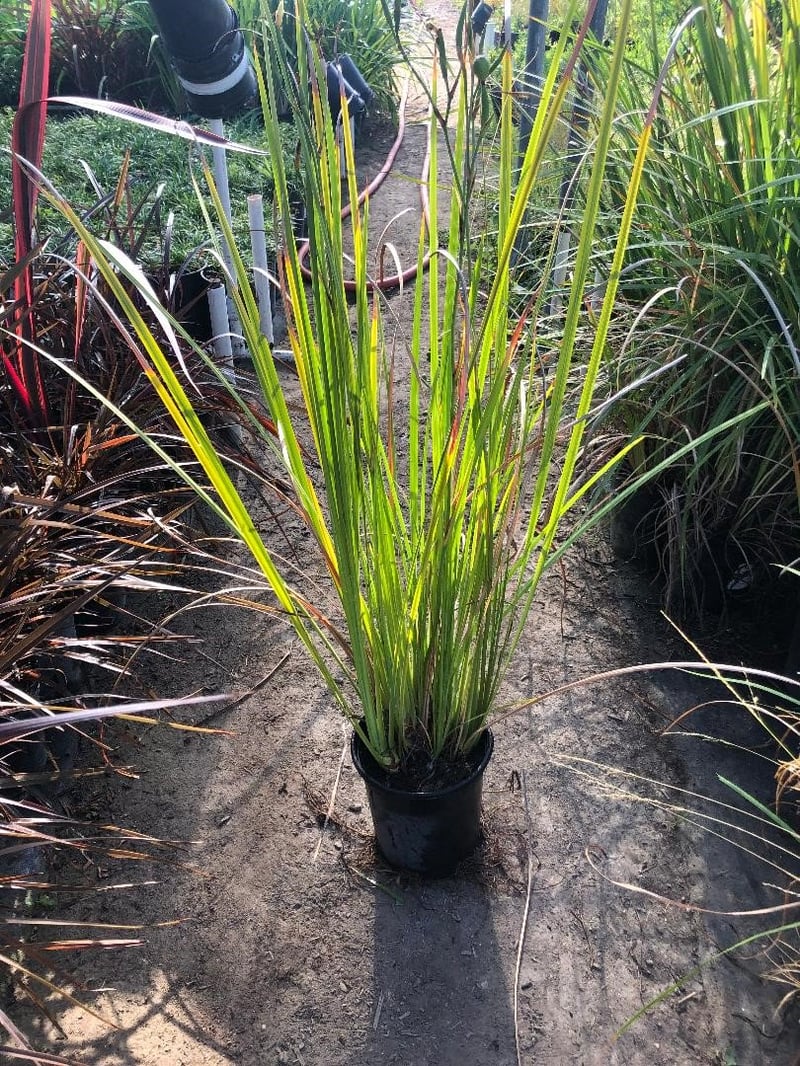 Photo for Dietes (any variety) (Fortnight Lily)