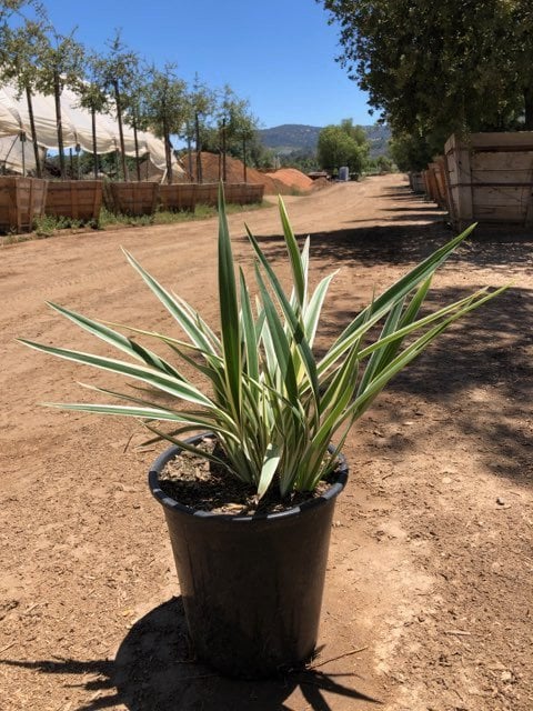 Photo for Dianella revoluta ‘Variegata’ (Variegated Dianella)