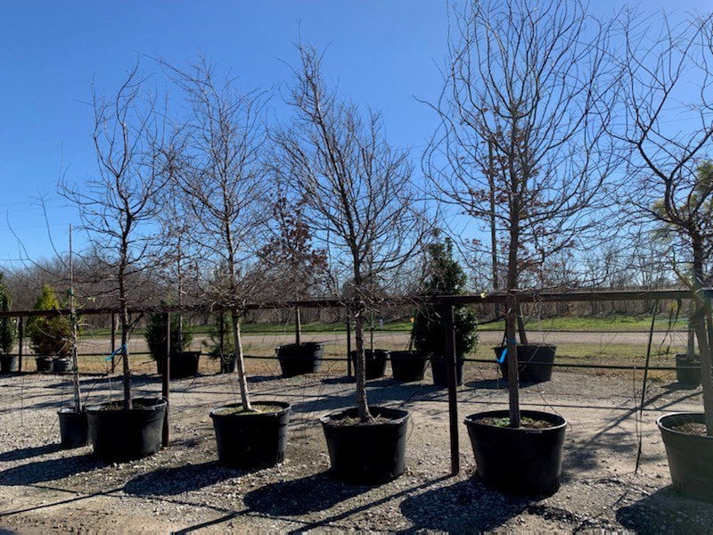 Photo for Ulmus crassifolia (Cedar Elm)
