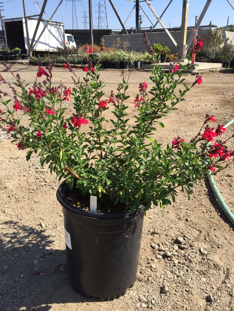 Photo for Salvia greggii 'Furman's Red' (Furman's Red Autumn Sage)