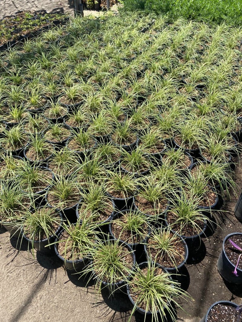 Photo for Carex elata 'Evergold' (Evergold Golden Sedge)