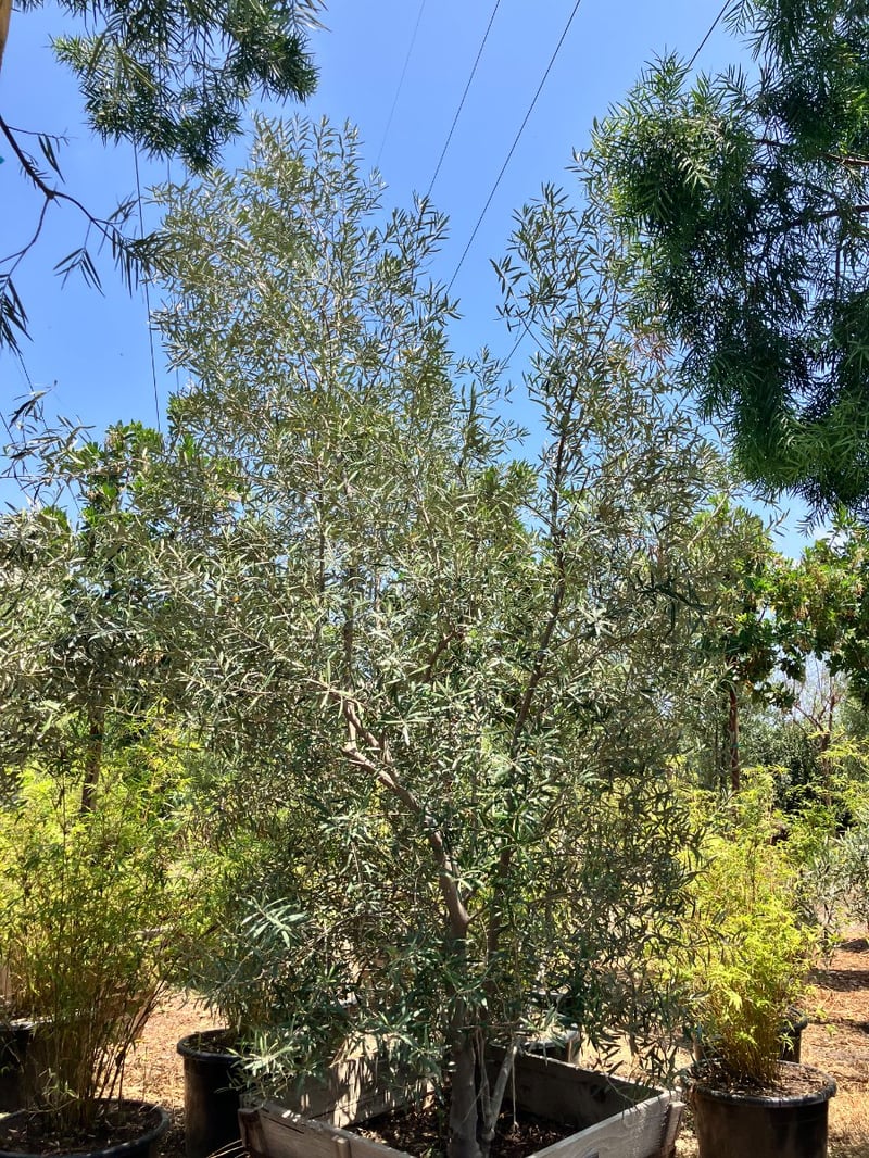 Photo for Olea europaea 'Wilsonii' (Low Branch) (Wilsonii Fruitless Olive)