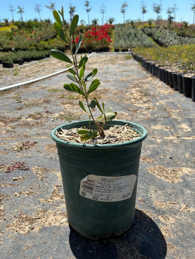 Photo for Acacia redolens 'Low Boy' (Prostrate Acacia)