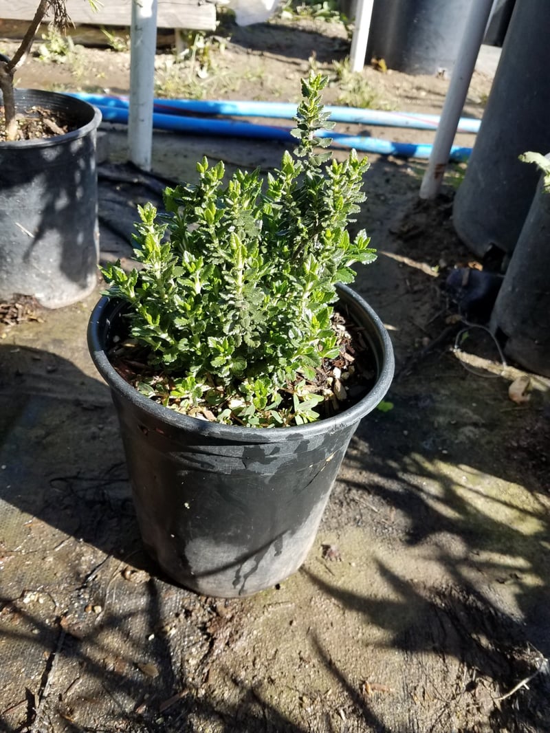 Photo for Teucrium chamaedrys (Wall Germander)