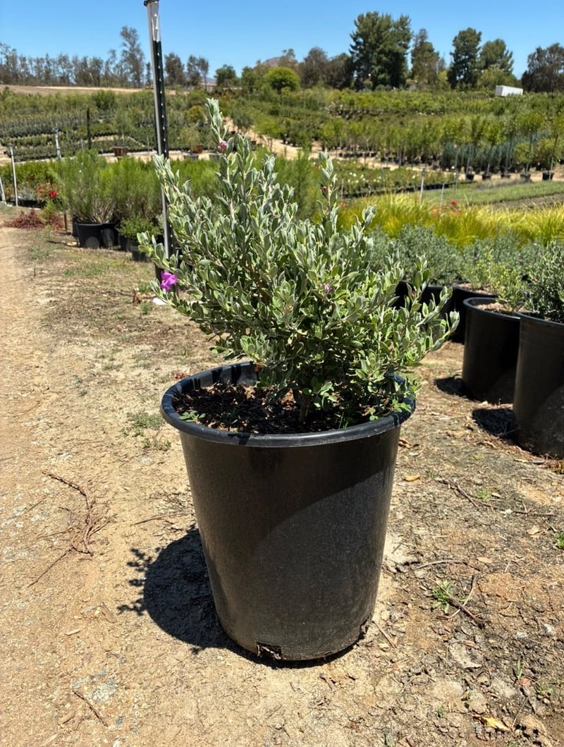 Photo for Leucophyllum frutescens 'Green Cloud' (Green Cloud Texas Ranger)
